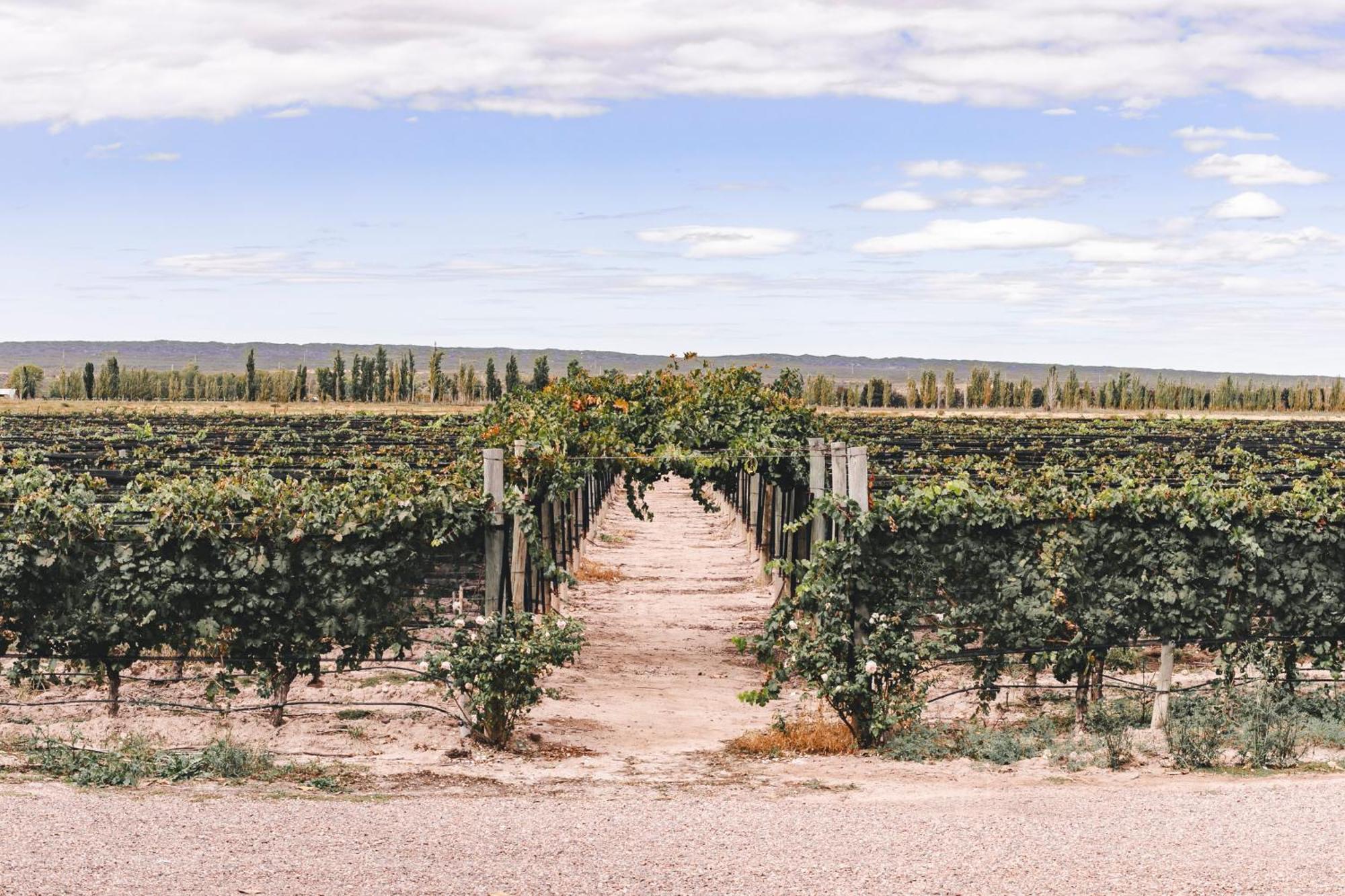 Enlace Wine House Lujan de Cuyo Εξωτερικό φωτογραφία